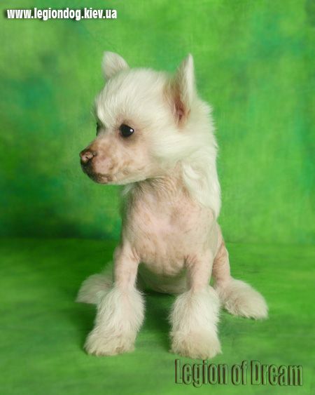 Legion of Dream Dense Caramel