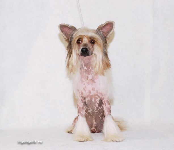 Irgen Gold Ulan Guerlain