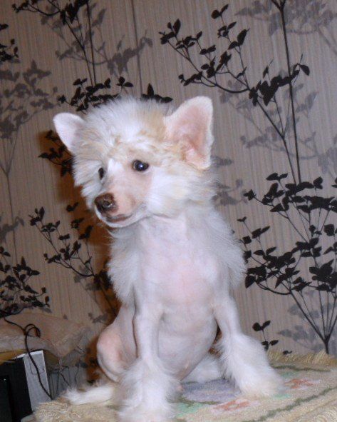 Irgen Gold  Uslav Triumph