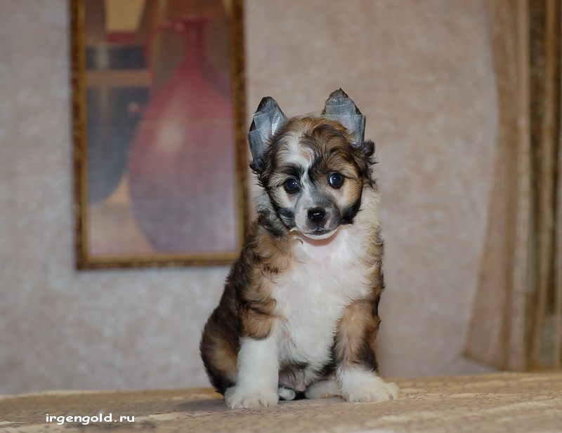 Irgen Gold Uno Lacoste