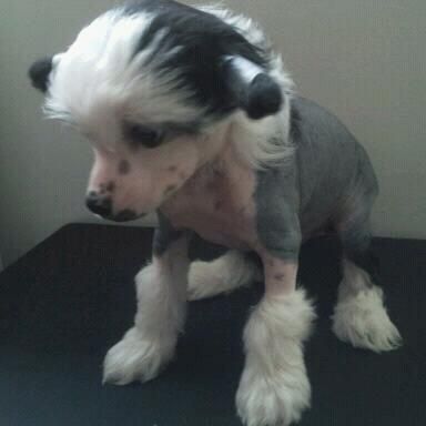 Ghost Damon du Domaine de Luzoken