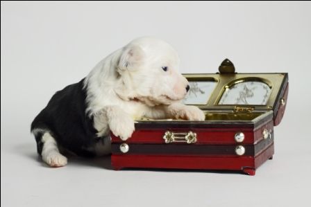 Urania giver of life