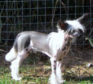 Doucai's Beau Brummel