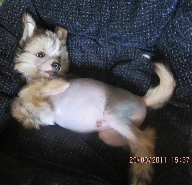 Sapfir iz Tsarskogo Sela Erofei