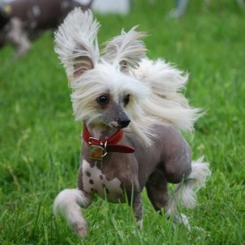 Lykka von den Windpferden