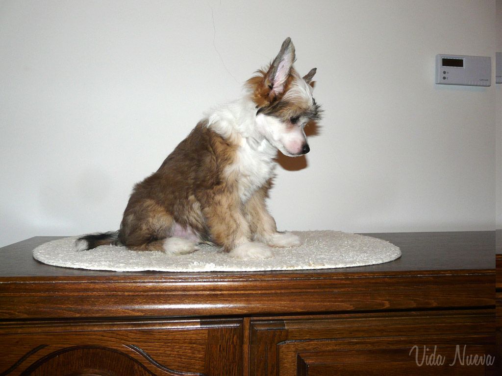 Ásbjörn de Vida Nueva