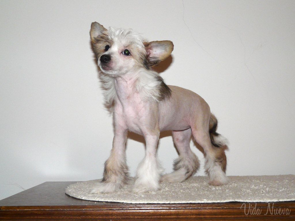 Ásbjörg de Vida Nueva