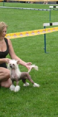 Amina, a Pearl of Persia Grazia Laila