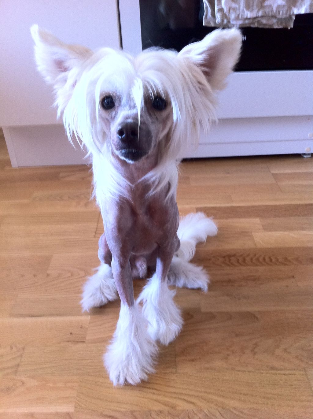 Zipzee's Dream Catcher