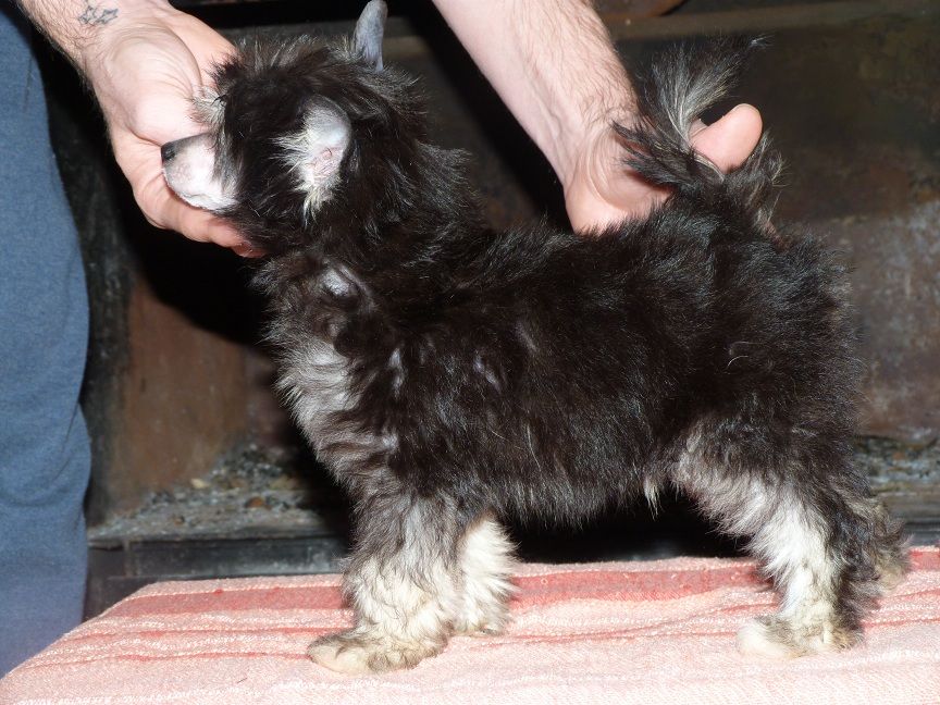 Baldor de Los Jumichatos