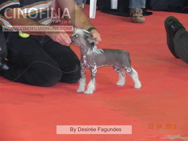 Lapinus Lollapalooza