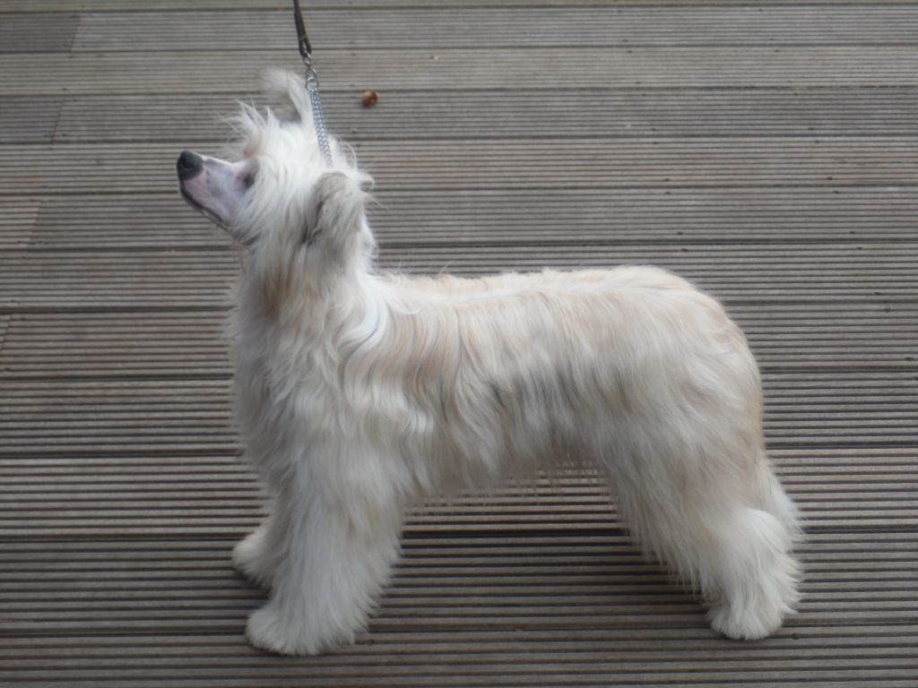 Mixkynz Chyna Desire