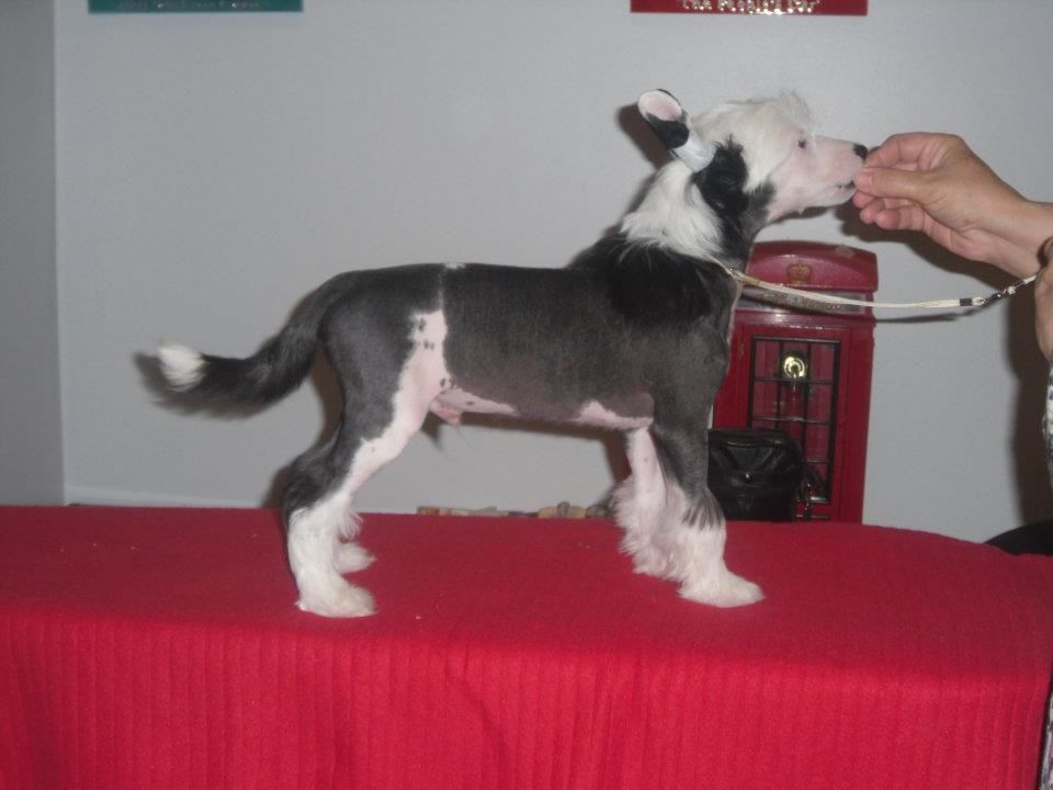 Mixkynz Hong Kong Phooey