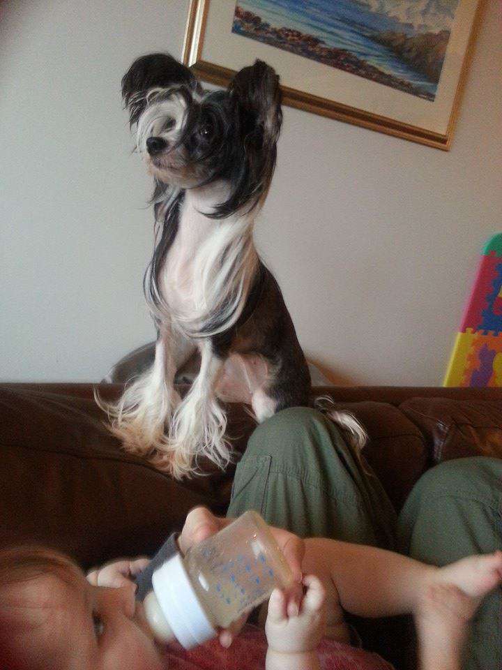 Cresternal Ancient Box of Pandora