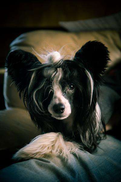 Cresternal Always Call Me Myrkvi