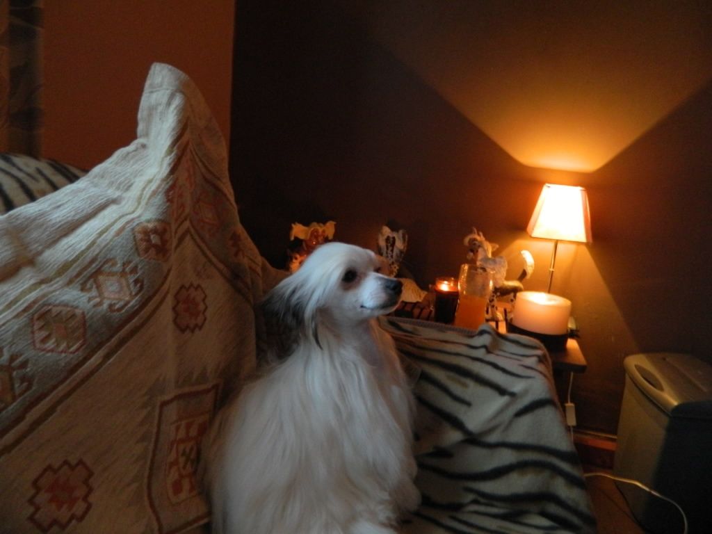 Sigyns Miss Royal Rose