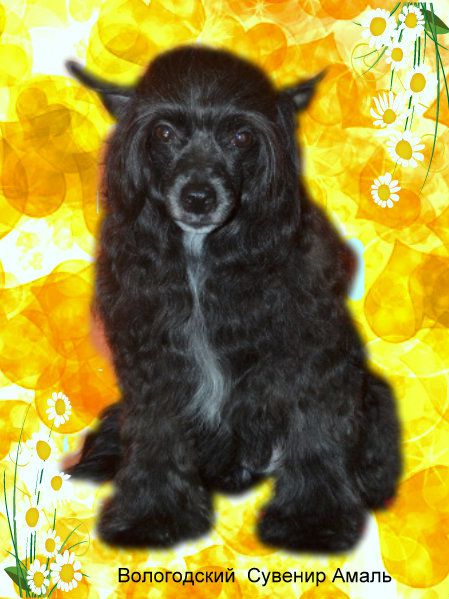 Vologodskiy Souvenir Amal