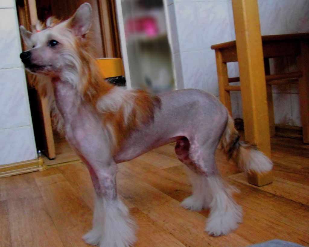 Aurea Crus Laukine Euforija