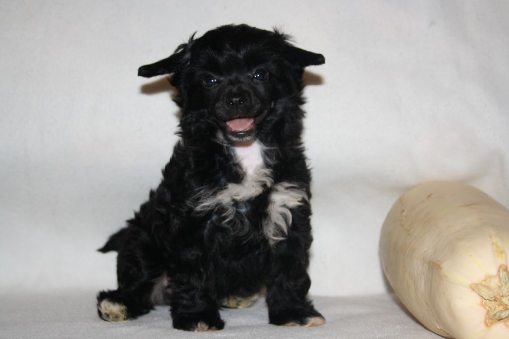 Charuyuschiy Soblazn Kornet