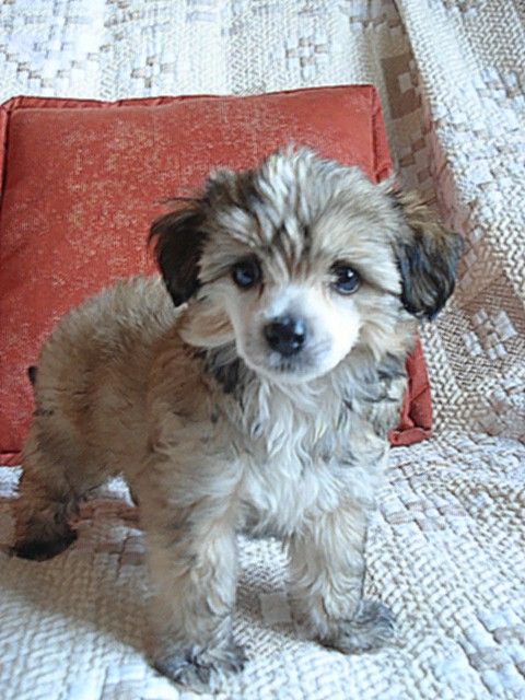 Charuyuschiy Soblazn Tsiklamen