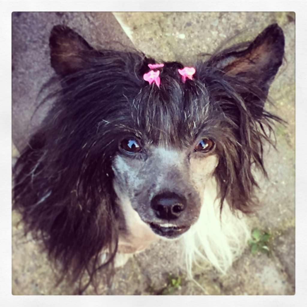 Clan of Stork's Kumquat