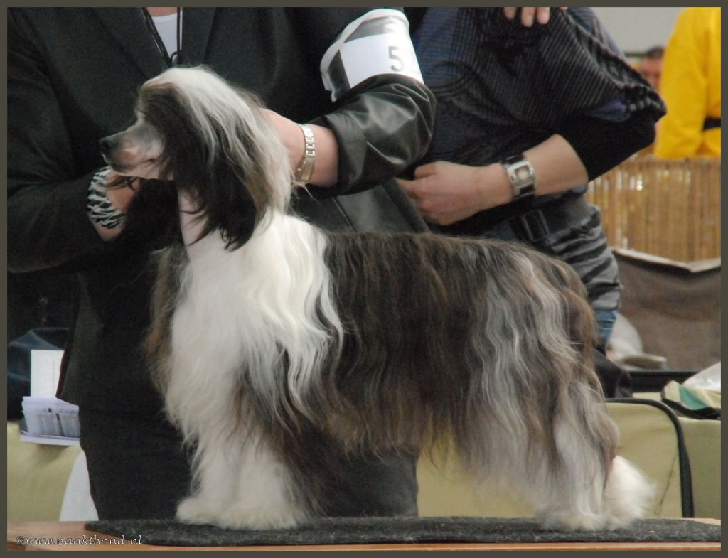 Clan of Stork's Kon-Tiki