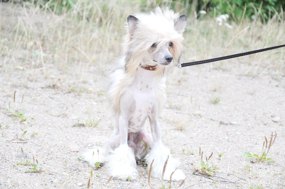 Orero Lovely Everyone Knows