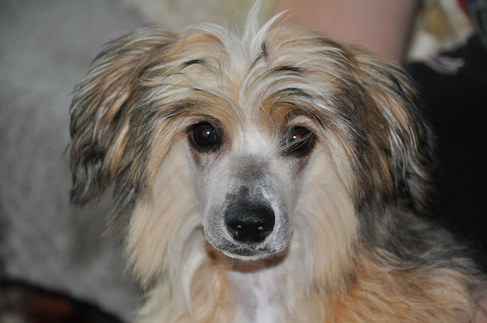 Orero Lovely Eldorado Gold