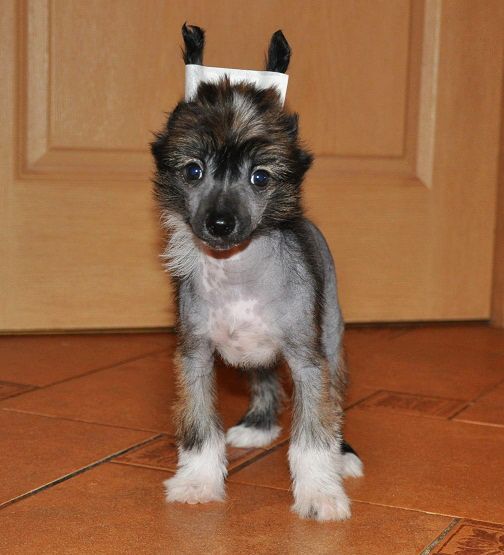 Orero Lovely Ennio Style