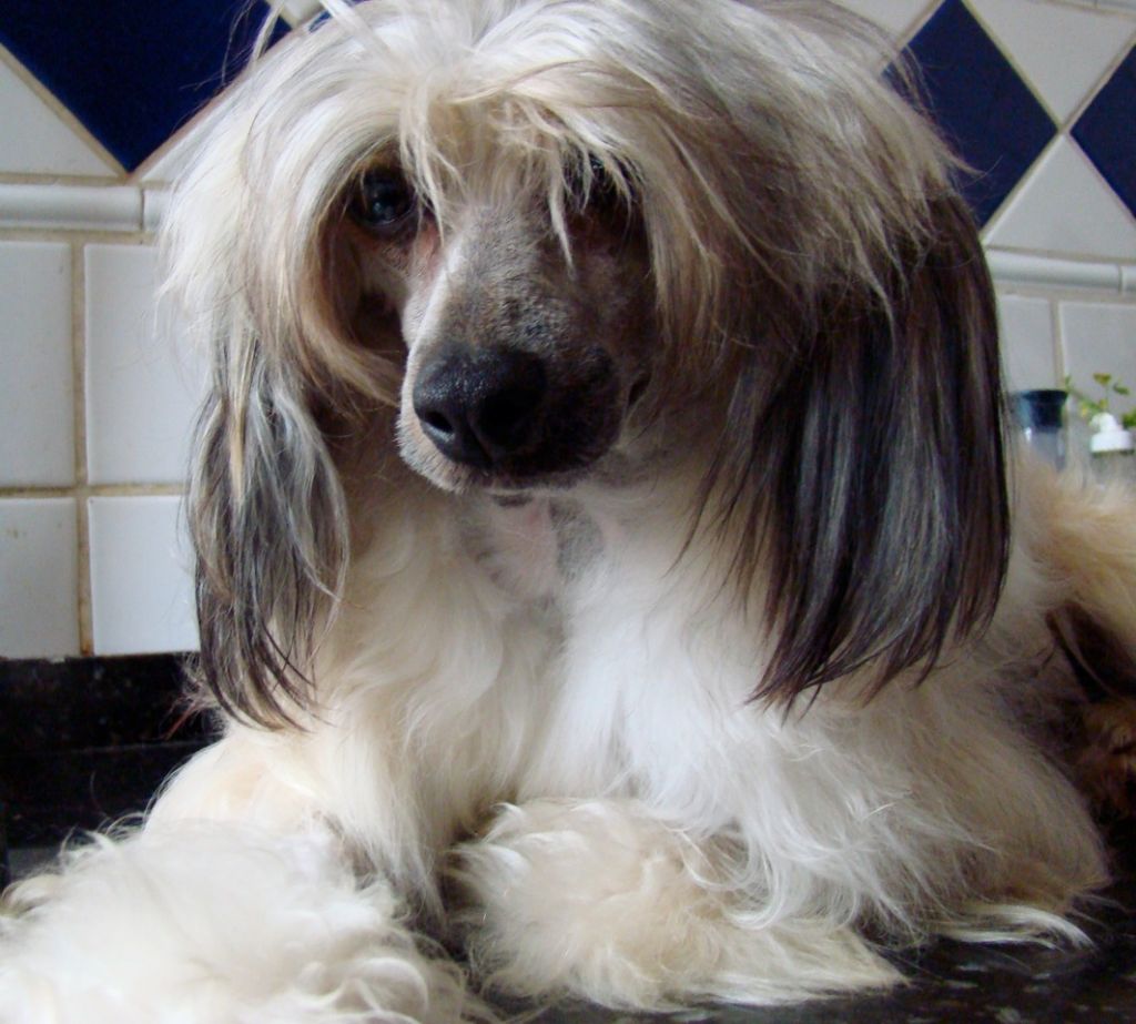 Brandy PP Von Lusylyork