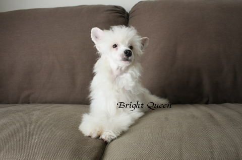 Bright Queen Jp Blanc