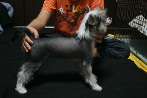 Bright Queen Jp Bateau