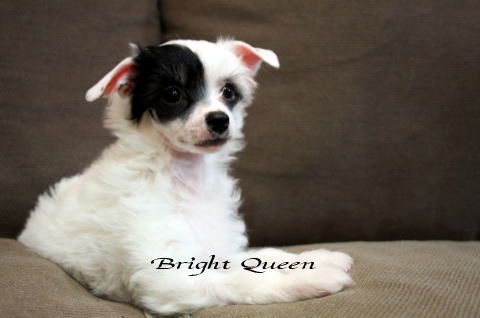 Bright Queen Jp Chevalier