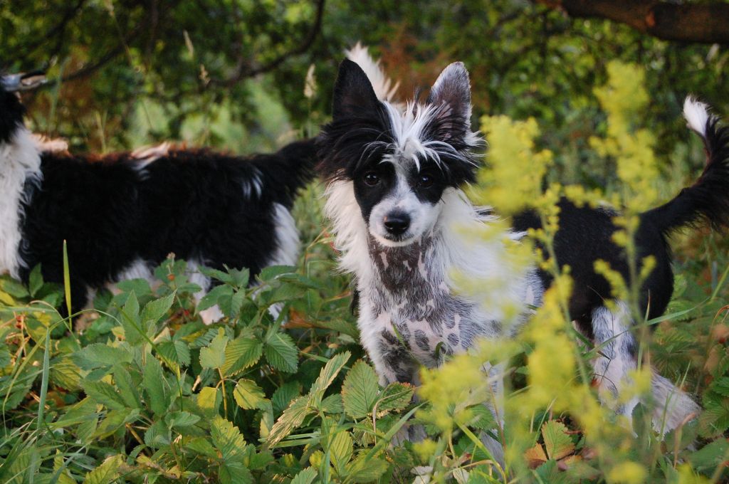 Vis-a-vis for Zucci  Roingold