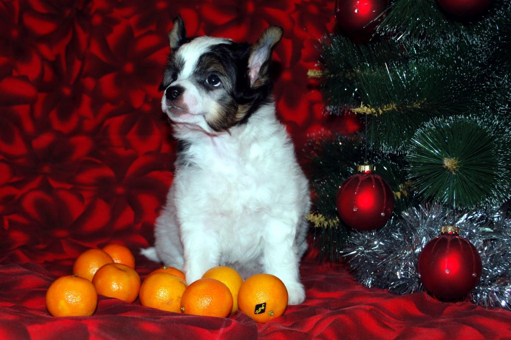 Ins Lucky Star Continental  Hit