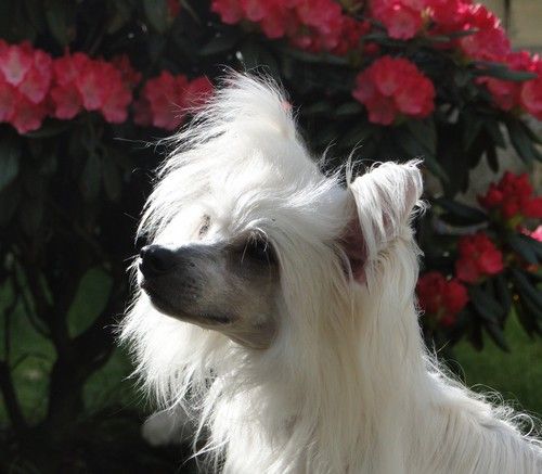 Forseti's Creola Rosette