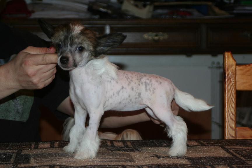 Smedbys Nikka Yoichi