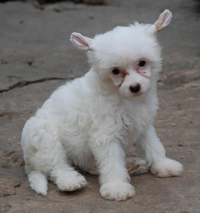 Armande Bell Muza Crested