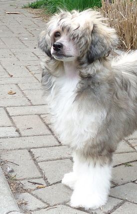 Shamusajo's Dschubba