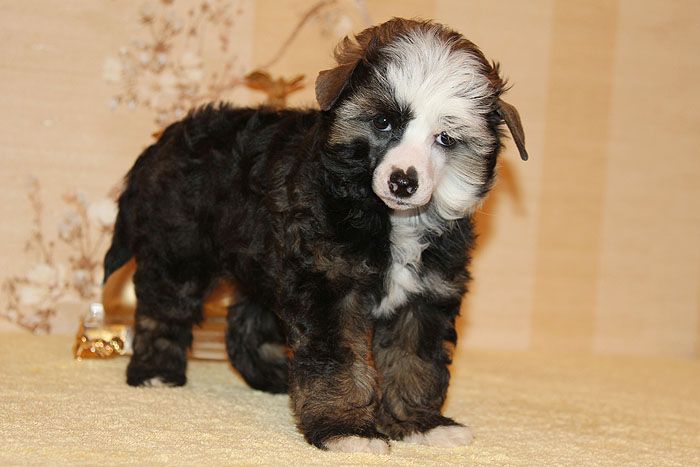 Status Imperial Ultimatum