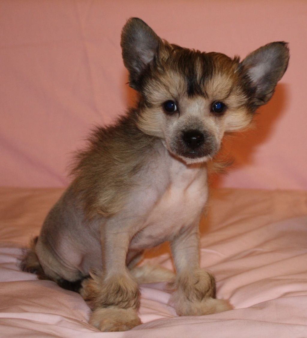 Fantazy Night A Star Leny