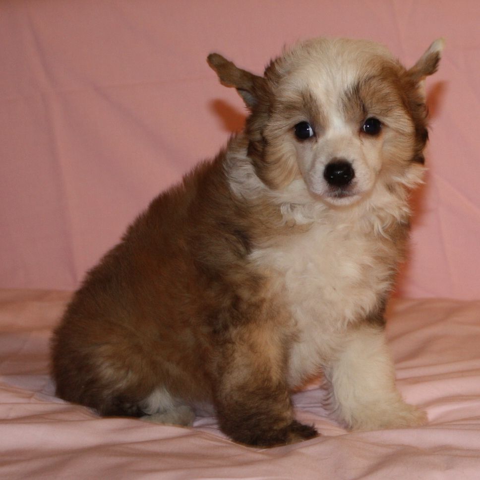 Fantazy Night A Star Lord