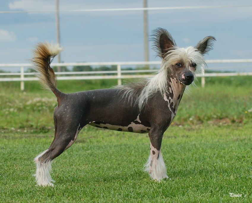 Poulot's Flamenco Dancer