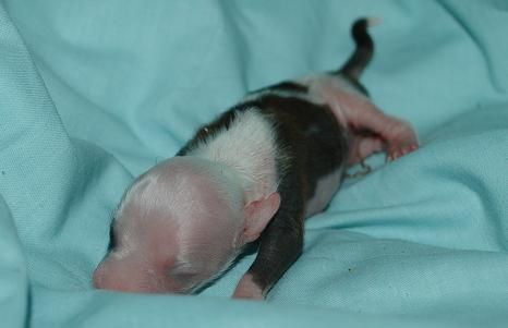 Poulot's Frazzle Dazzle