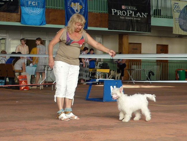 Bi-lav Plus Snezhniy Bars