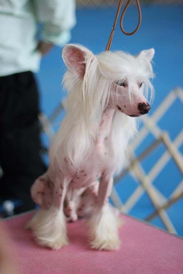 Bi-lav Plus Shiny Boy