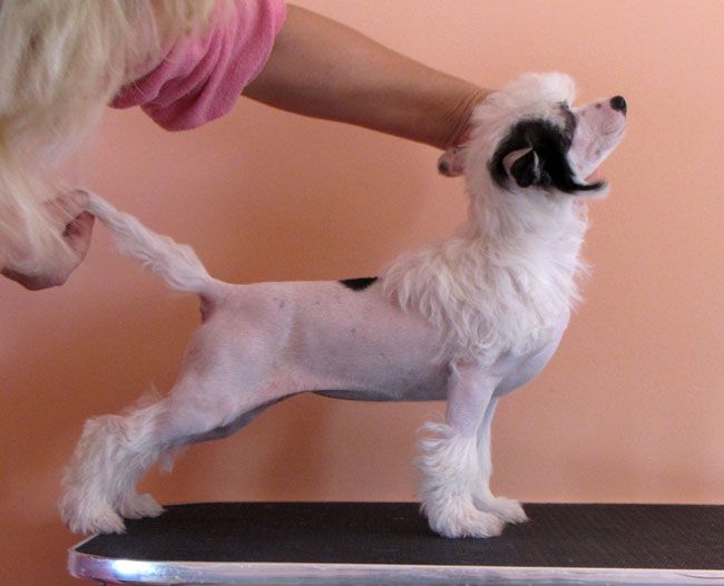 Bi-lav Plus Snezhnaya Koroleva