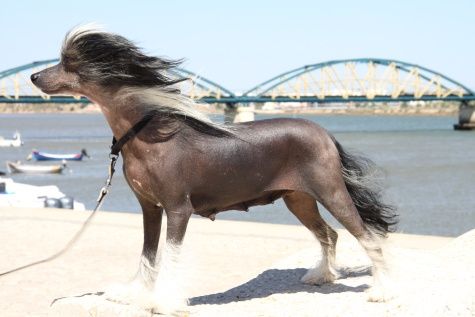 Skypy Das Sete Quintas