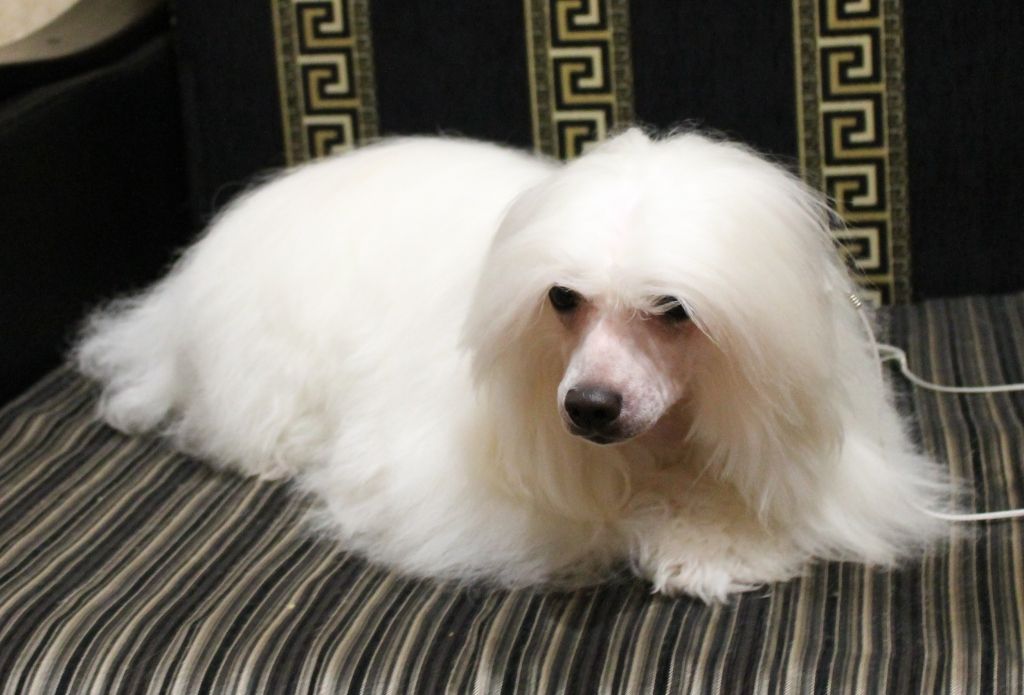 Willy  Nasuschiy  Radost