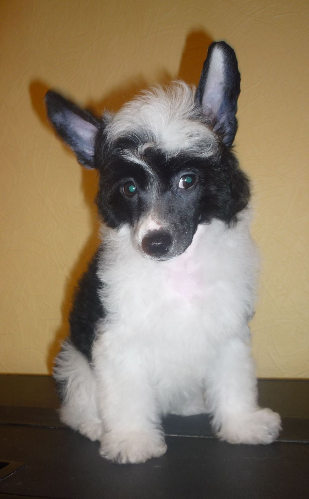 Legion Of Dream Cupid Is New King 